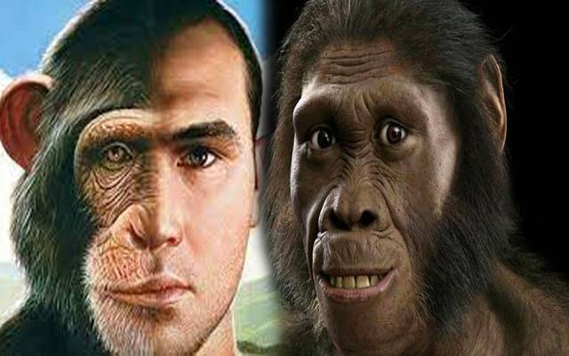 Half Monkey Half Man