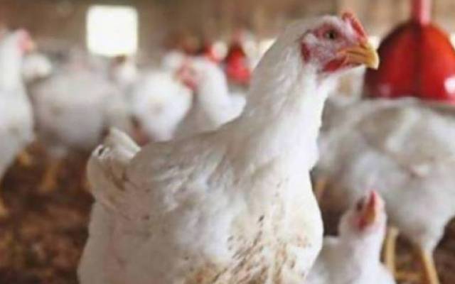 برائلر گوشت کی قیمتوں کی اونچی پرواز ،شہری ہکا بکا رہ جائیں گے