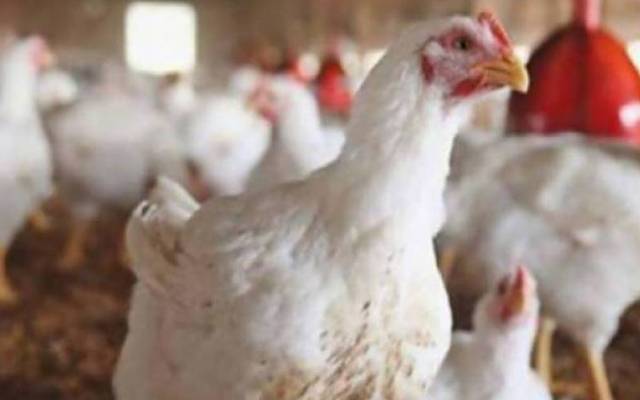 برائلر گوشت کی قیمت میں پھر اضافہ کر دیا گیا