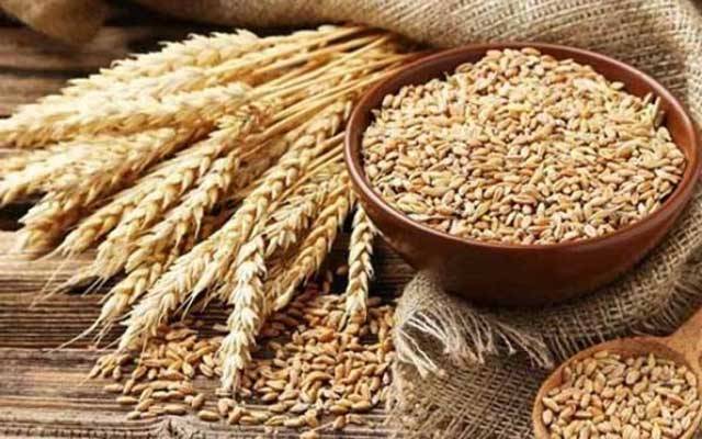 Punjab govt Wheat procurement campaign