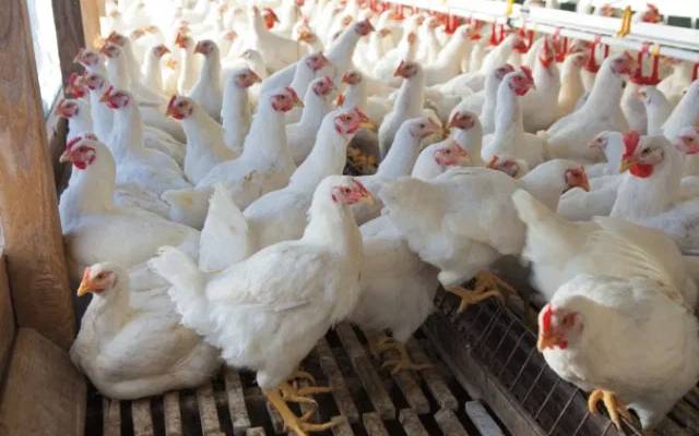 broiler