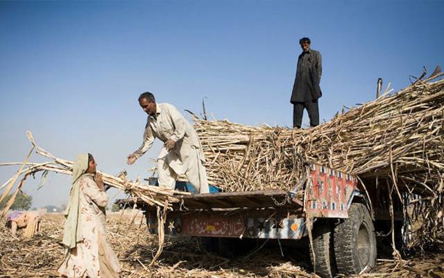 Sugar Cane Crisis