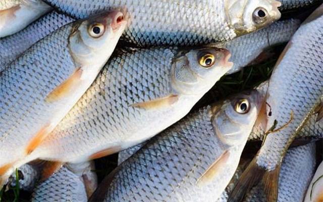 Fish