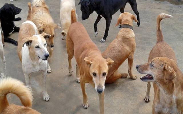 street Dogs
