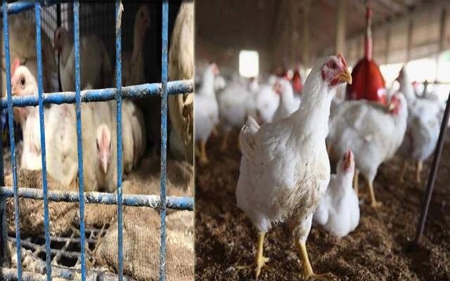 Chicken Price Decrease