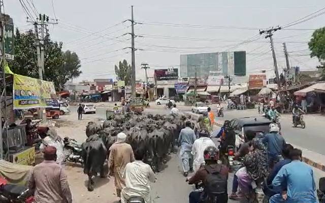 Cattle in residential Area