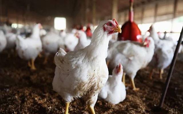 Chicken Price 