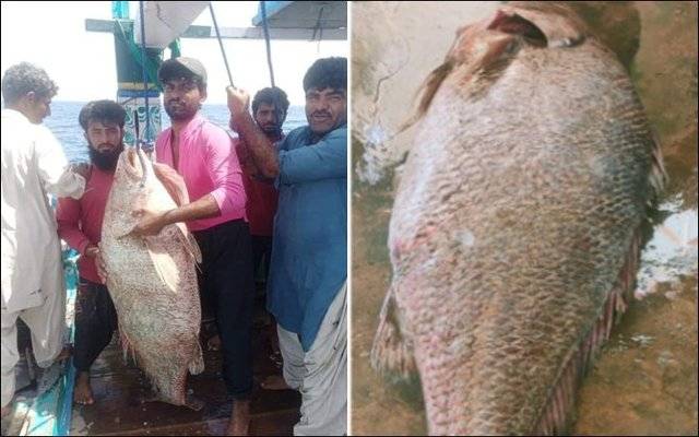 غریب ماہی گیر راتوں رات لکھ پتی بن گیا