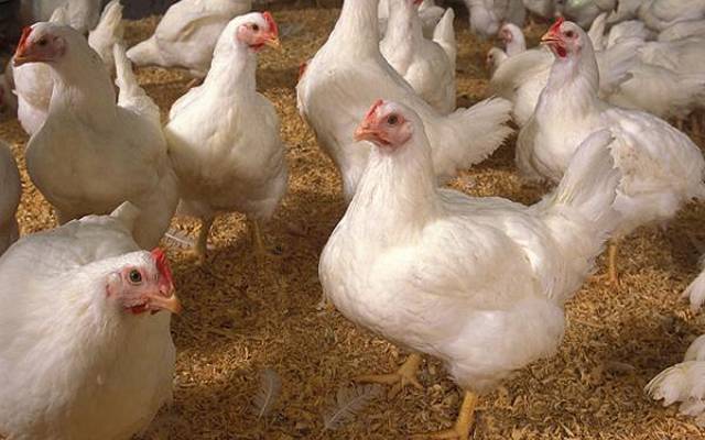 برائلر گوشت کی بڑھتی ہوئی قیمت کو بریک لگ گئی