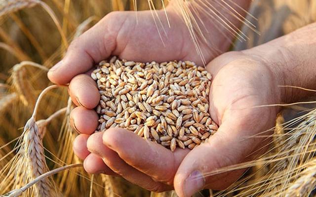 Wheat in Punjab