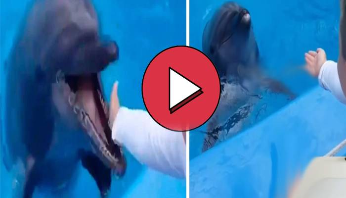 Dolphin-Child