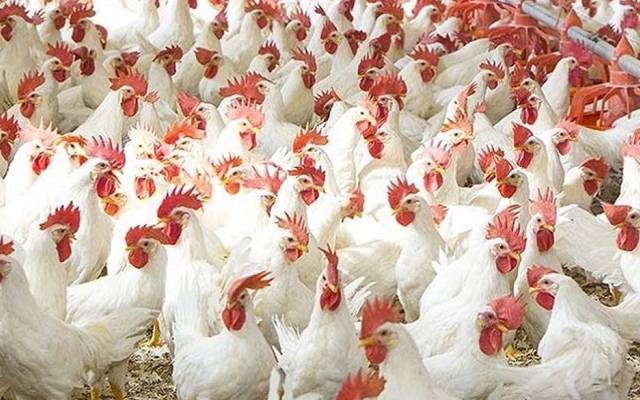 برائلرگوشت کی سرکاری قیمت سامنے آگئی؛ فی کلو کتنے کاہوگیا؟