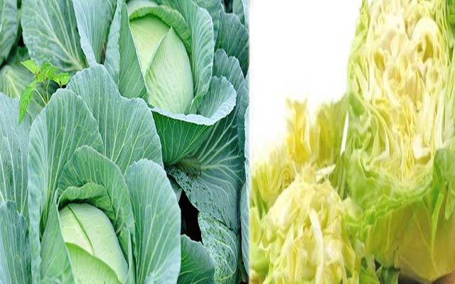 Cabbage report 
