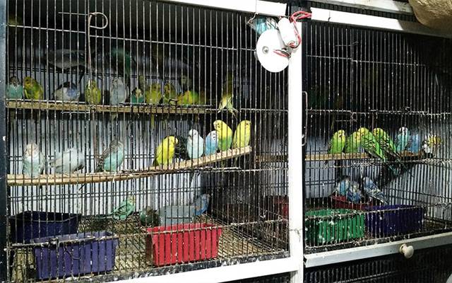 Breeding farm Fees
