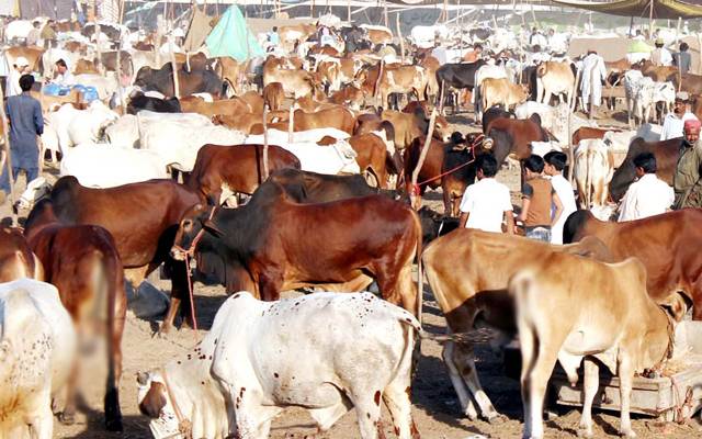 قربانی کے جانور مہنگے؛ قیمتوں نے خریداروں کے ہوش اڑا دیے