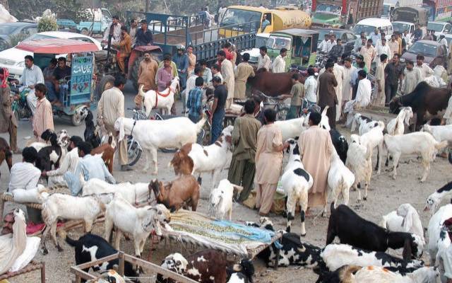  عید الاضحی کی آمد،مویشی منڈیوں سے متعلق اہم خبر  