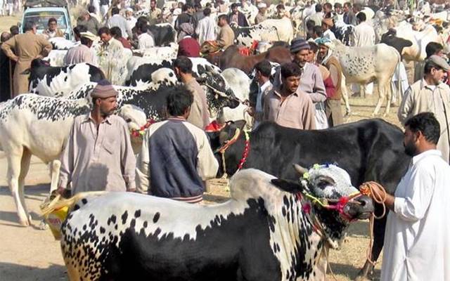 Cattle Markets 