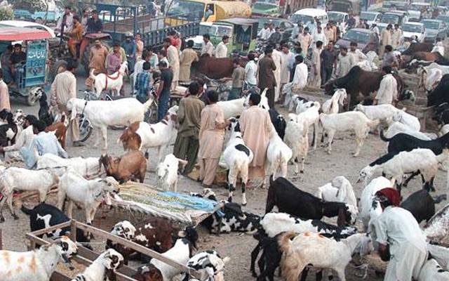 cattle market lahore