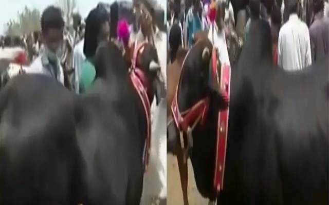 لکھو ڈیر مویشی منڈی میں خوبصورت بیلوں کی دھوم