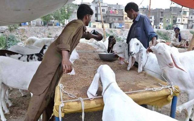 نشتر کالونی مویشی منڈی؛ 20 ہزار کے 5 بکرے فروخت 