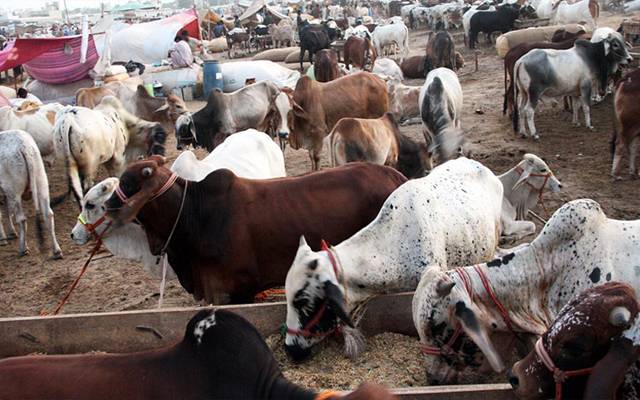 cattle markets 