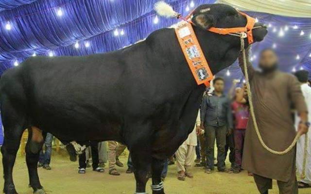 سگیاں مویشی منڈی میں بیل کی قیمت 50 لاکھ مقرر؛ خصوصیات کیا؟