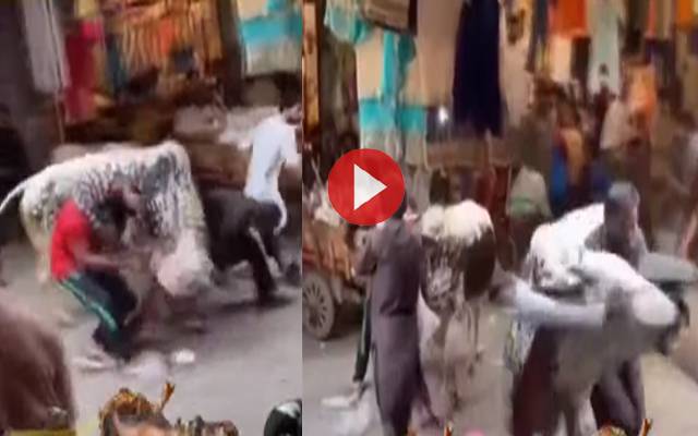 رائیونڈ میں قربانی کے بپھرے بیل نے متعدد افراد کو روند ڈالا؛ ویڈیو منظر عام پر