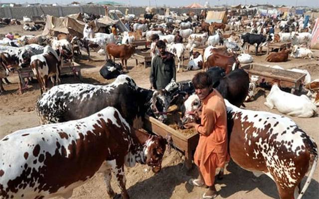 Cattle Market
