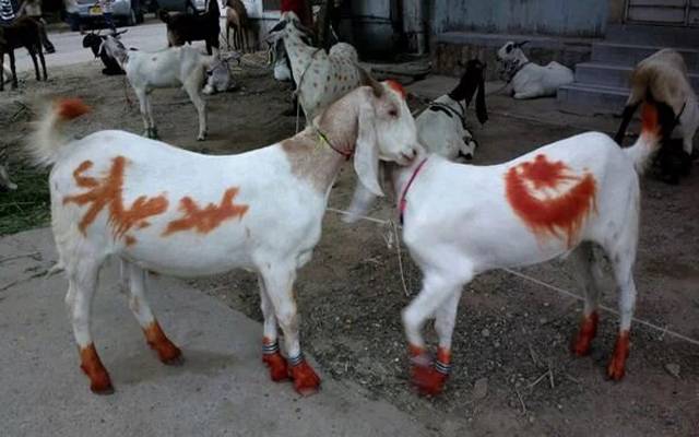 Cattle thieves gang