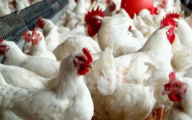برائلر گوشت کی قیمت 9 روپے اضافے کیساتھ کہاں جا پہنچی؟ جانئے