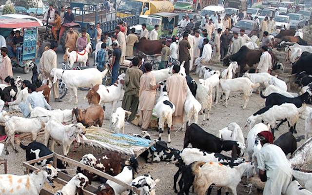 cattle market 