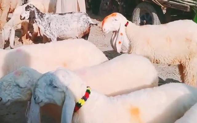  بکرے چرانے کے لئے ملزم نے  انوکھا طریقہ اپنالیا