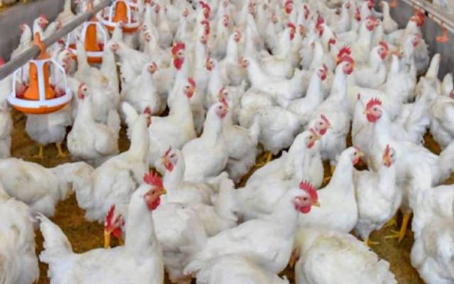 broiler