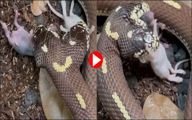 Two Headed snake 