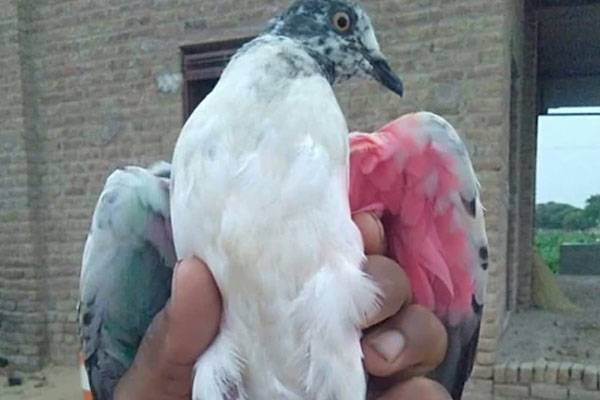 ایک کبوتر ۔ صرف ایک کبوتر نے پورے بھارت کو پھر حواس باختہ کردیا 