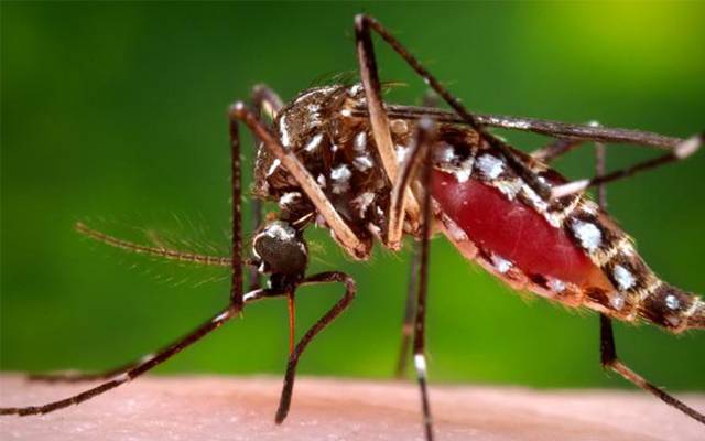 Dengue
