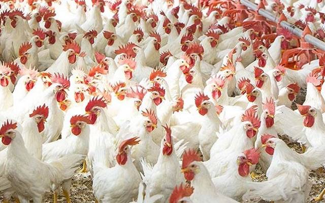  کچن کیسےچلےگا؟شہری پریشان ۔۔ برائلر مرغی مزید 9 روپے مہنگی ہوگئی