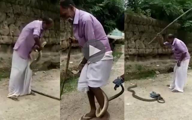 snake attack