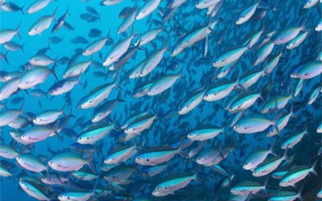 fish