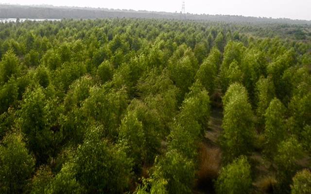 Billion tree project