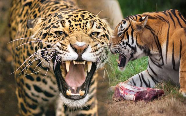 Tiger attack women