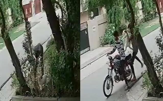 چور بلا چوری کرتے ہوئے