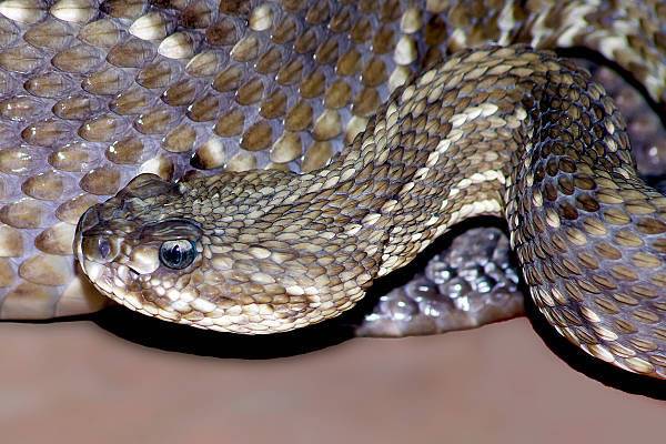 خطرناک ترین سانپ کا زہر کورونا وائرس کا توڑ