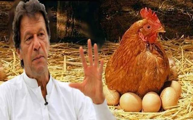  مرغی پال  سکیم فیل، انڈے شہری خود کھاگئے