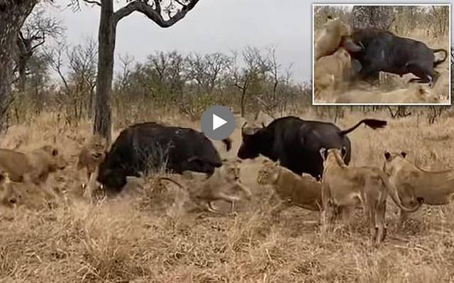 2 بھینسوں نے 9 شیروں کی درگت بنا ڈالی، ویڈیو دیکھیں