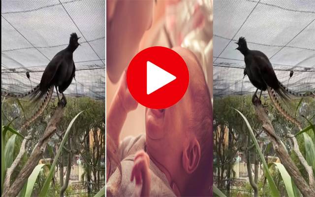 Child Crying -Bird