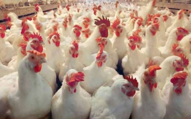 برائلر مرغی کے گوشت  کی قیمت میں2روپےکلو اضافہ