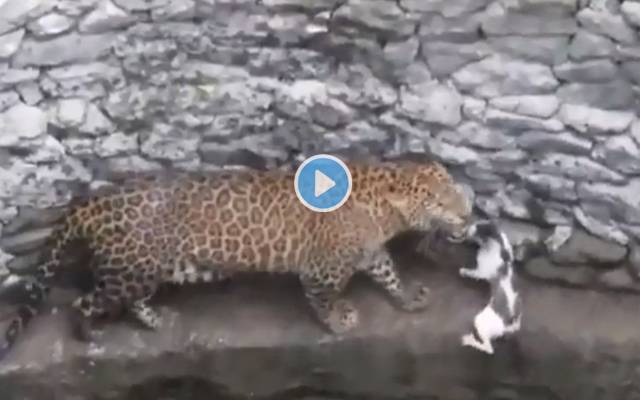 شکار کیلئے بھاگا چیتا بلی سمیت کنویں میں، پھر کیا ہوا؛ ویڈیو دیکھیں