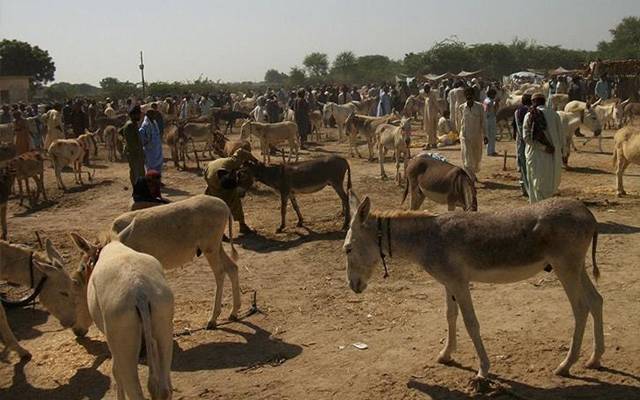 درجن سے زائد گدھوں کی دردناک موت، ملزم کھالیں اتار کر فرار
