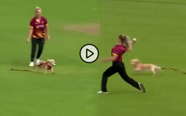 خواتین کرکٹ میچ کے دوران کتا گیند چرا کر بھاگ نکلا، پھر کیا ہوا؟ ویڈیو وائرل